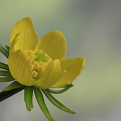 фото "Eranthis hyemalis"