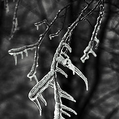 photo "***"