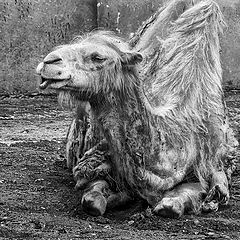 photo "Camel"