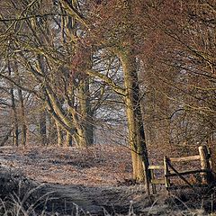 photo "a sunny winterday"