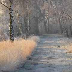 photo "a cold day"