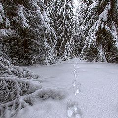 photo "Aikionlahti"