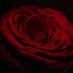 photo "***"