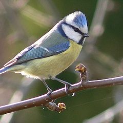 photo "Blue Tit"