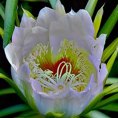 photo "Night Cereus"