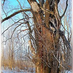 photo "Old osokr"