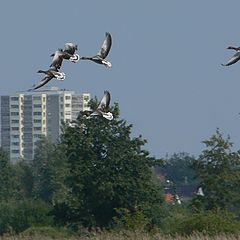 photo "Wildlife In The City"