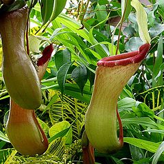 photo "Pitcher plant Flowers."