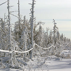 фото "Кабель"