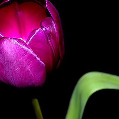 photo "A single Tulip..."