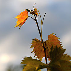 photo "Ground smile laughing heaven_001"