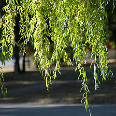 фото "Земная улыбка см..._002"