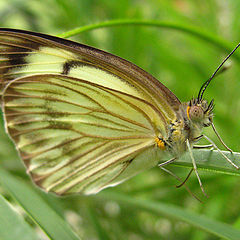 photo "Butterfly #1"