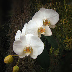 photo "Orquidea branca"
