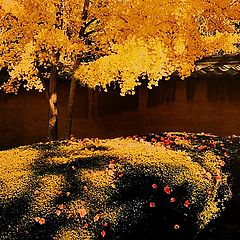 photo "Golden Gingko"