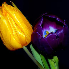 фото "Two Beautiful Tulips..."
