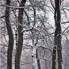 фото "Дикий танец"