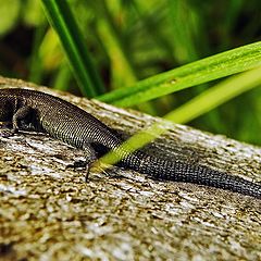 photo "Lizzard"