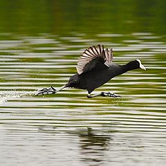 фото "jump"