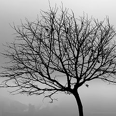 фото ""On a foggy day...""