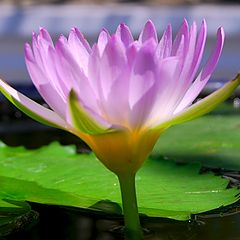 photo "lotus"