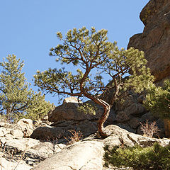 photo "There was a crooked tree"