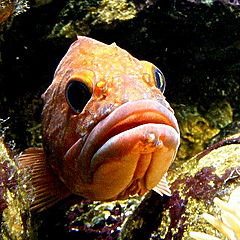 photo "Red fish,"