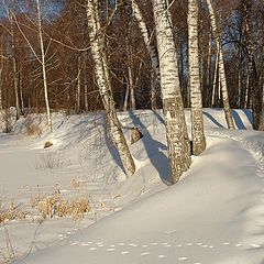 фото ""Пригрелись на весеннем солнышке""