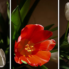 photo "Tulips"