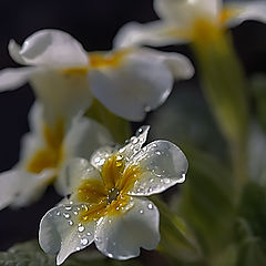 фото "Слёзы Ангела"