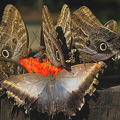 photo "Butterflies"