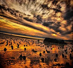 фото "stars from heaven"