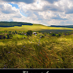 photo "In fragrant grasses"