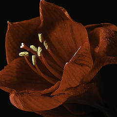 photo "amaryllis"