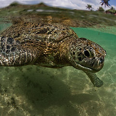 фото "Хиккадувский черепах"
