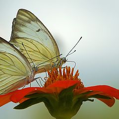 photo "Butterflies"