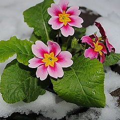 фото "Primula"