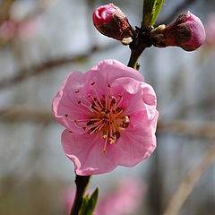 фото "Flowering peach."
