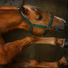 фото "про лошадь"