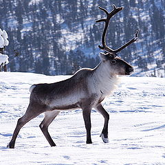 photo "Saariselka - Finland"