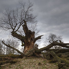 фото "old tree"