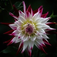 фото "Dahlia"