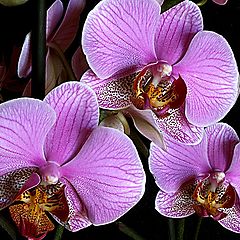 photo "Orchids #3"