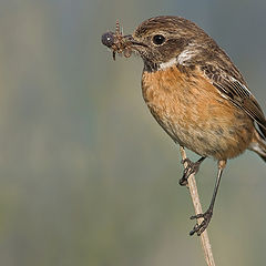 photo "Saxicola torquata female"