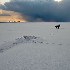 фото "СОБАКА"