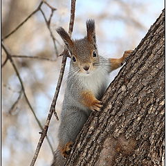 фото "Banal squirrel"