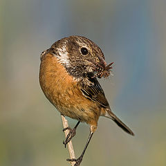 фото "Saxicola torquata female"