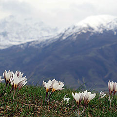 photo "Crocus Alatavicus"