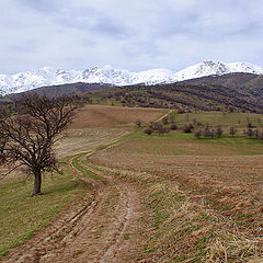 фото "Полевая дорога"