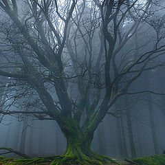 photo "King of the Castle"